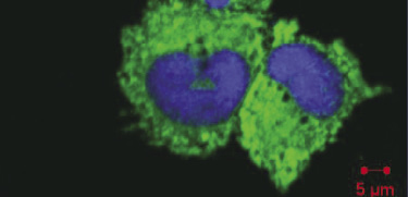 Localisation de l’ERp57 de la truite arc-en-ciel dans le réticulum endoplasmique des lignées cellulaires des macrophages RTS11
